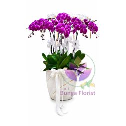 Bunga Meja - Anggrek 10